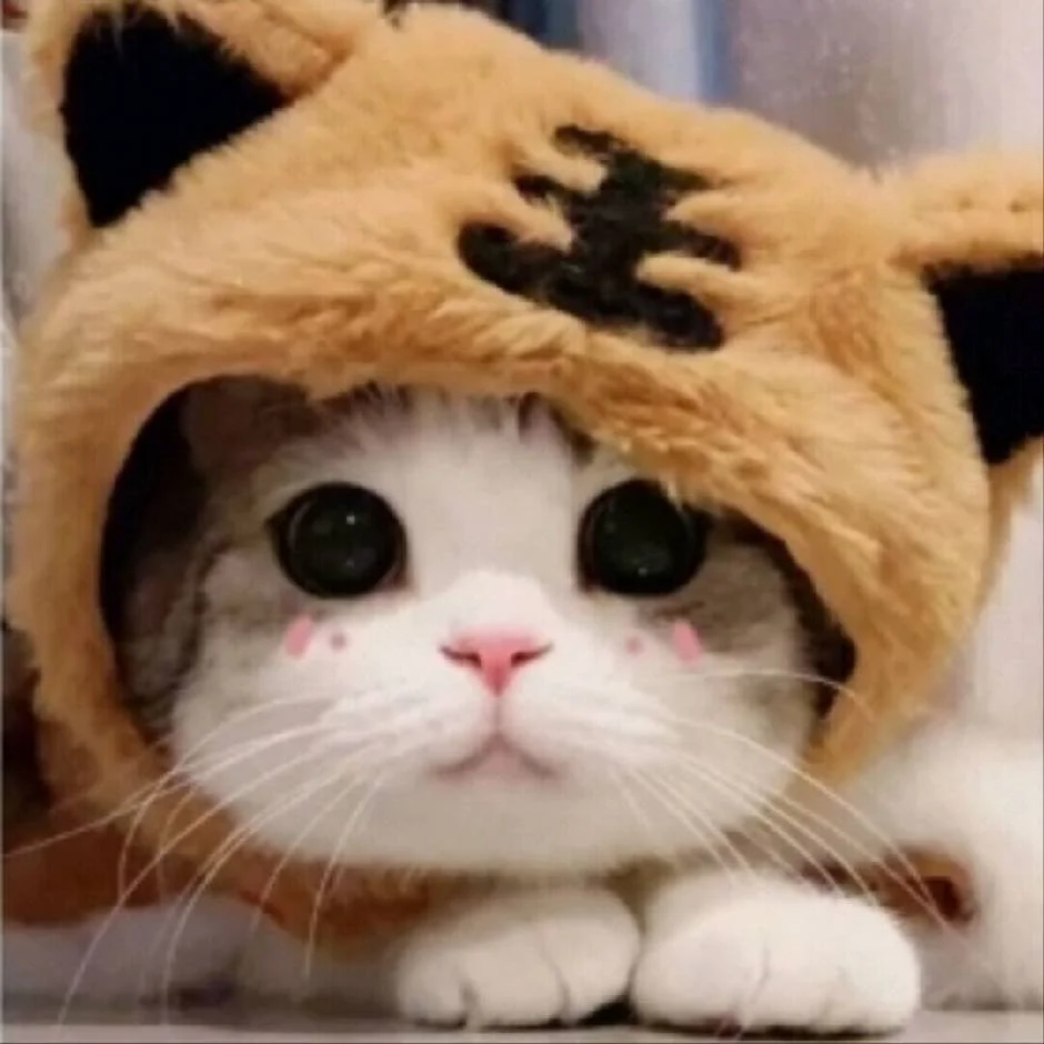 博主头像